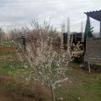 باغ فنس دار دارای اب