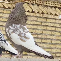 سینه سیاه ،سینه مشکی