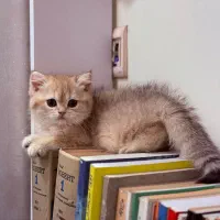 بچه گربه بریتیش