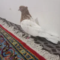 کله زرد ماده