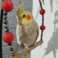 پرنده زینتی عروس هلندی