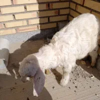 بزغاله|حیوانات مزرعه|بستان آباد, |دیوار