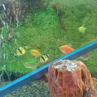 فروش ویژه ماهی آکواریومی