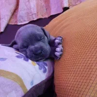 توله کن کورسو بلو|سگ|شهریار, شهریار|دیوار