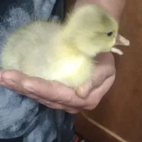 مرغ|حیوانات مزرعه|خرمشهر, |دیوار