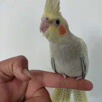 جوجه عروس هلندی۲ ماه|پرنده|بجنورد, |دیوار