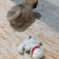 سگ خانگی خارجی|سگ|نالوس, |دیوار