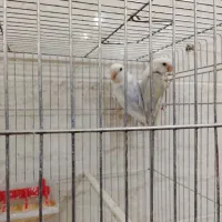 طوطی کتوله|پرنده|کرمان, |دیوار