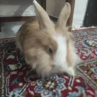 واگذاریه خرگوش لوپ