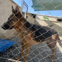 سگ ژرمن ماده