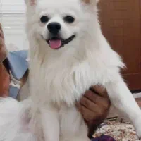 پامر روباهی