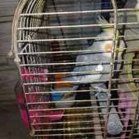 عروسک هلندی