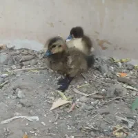 جوجه اردک|حیوانات مزرعه|میناب, |دیوار