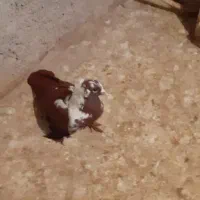 باسلام ککیلی نر جوان