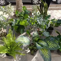 گل طبیعی|گل و گیاه طبیعی|قیدار, |دیوار