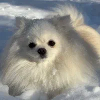 سگ پامر ماده