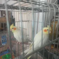 فروش یک جفت عروس هلندی