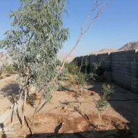 فروش-یا-معاوظه-باغ-چغاد