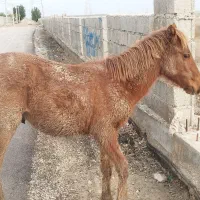 کره اسب نریان