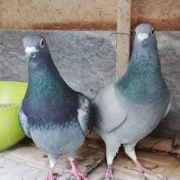 یک جفت نروماده پلاکی