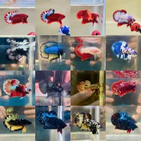 انواع ماهی فایتر بتا وارداتی تایلند|ماهی|کرمانشاه, |دیوار