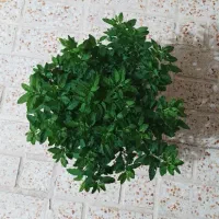 گوجه تزئینی