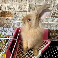 خرگوش لیون هد خارجی|موش و خرگوش|تبریز, |دیوار