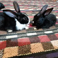 خرگوش مینیاتوری|موش و خرگوش|دزفول, |دیوار