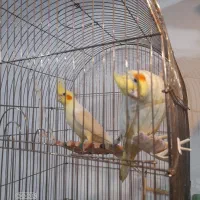 عروس هلندی مولد|پرنده|شیراز, کوشک میدان|دیوار