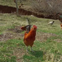 خروس محلی|حیوانات مزرعه|پاوه, |دیوار