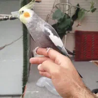 عروس هلندی نر