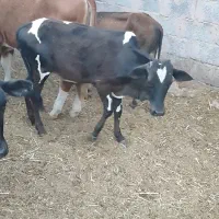 چند راس  گاو و گوساله نر و ماده  بصورت تکی و یکجا