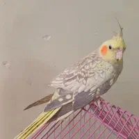 عروس هلندی نر