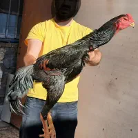 جوجه مرغ وخروس لاری اوشامو