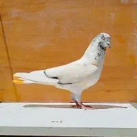 کبوتر خال قدیم