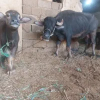 گاومیش شیری با گوساله|حیوانات مزرعه|اهواز, زردشت|دیوار