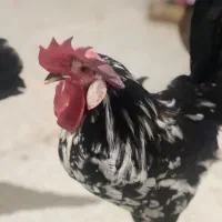 خروس گلین درشت