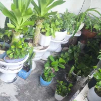 فروش گل و گیاه