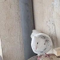 طوقی|پرنده|کازرون, |دیوار