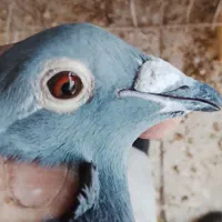 سلام نروماده سار شکلاتی|پرنده|بیرجند, |دیوار