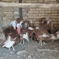 بوقلمون بوربون زنده