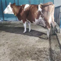 گاو سیمینتال شیری