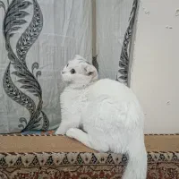 گربه اسکاتیش برتیش|گربه|تبریز, |دیوار