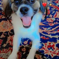 سلام واگذاری سگ