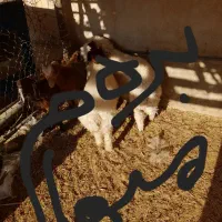 ۵۰ عدد بره نر