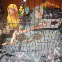 پرنده طوطی برزیلی