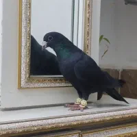 کفتر کرمونی