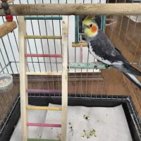 عروس هلندی نر بالغ  سر حال