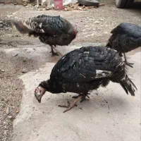 بوقلمون|حیوانات مزرعه|رامیان, |دیوار