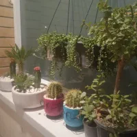 گلهای آپارتمانی زیبا|گل و گیاه طبیعی|قشم, |دیوار